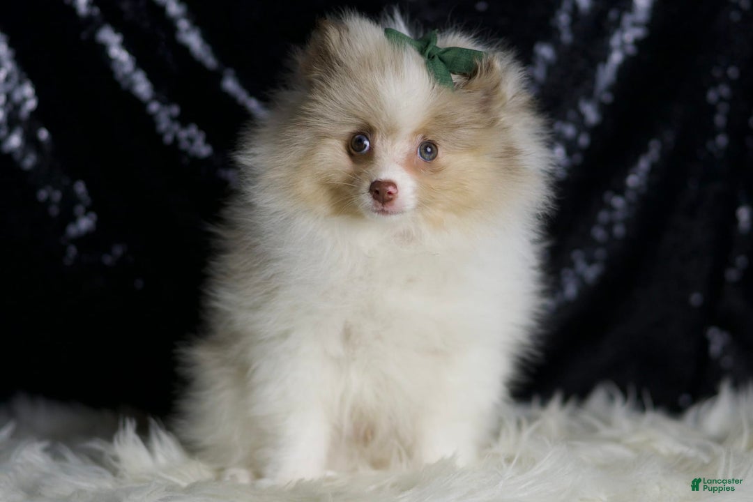Pomeranian dogs for sale: Chai - Ad 5