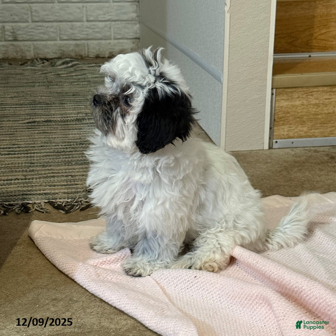 Teddy Bear dogs for sale: Oreo - Ad 3