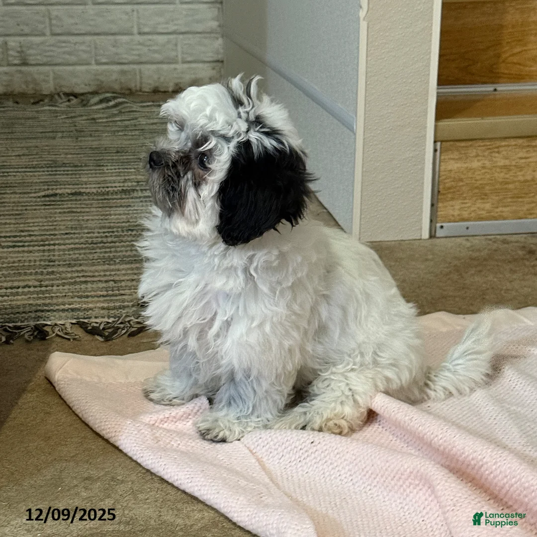 Teddy Bear dogs for sale: Oreo - Ad 3