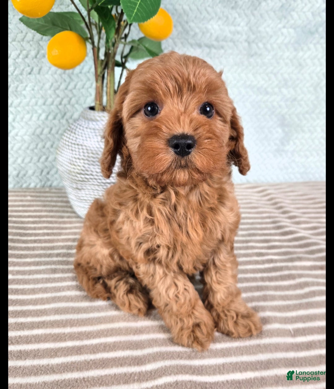 Cavapoo dogs for sale: Caroline - Ad 5