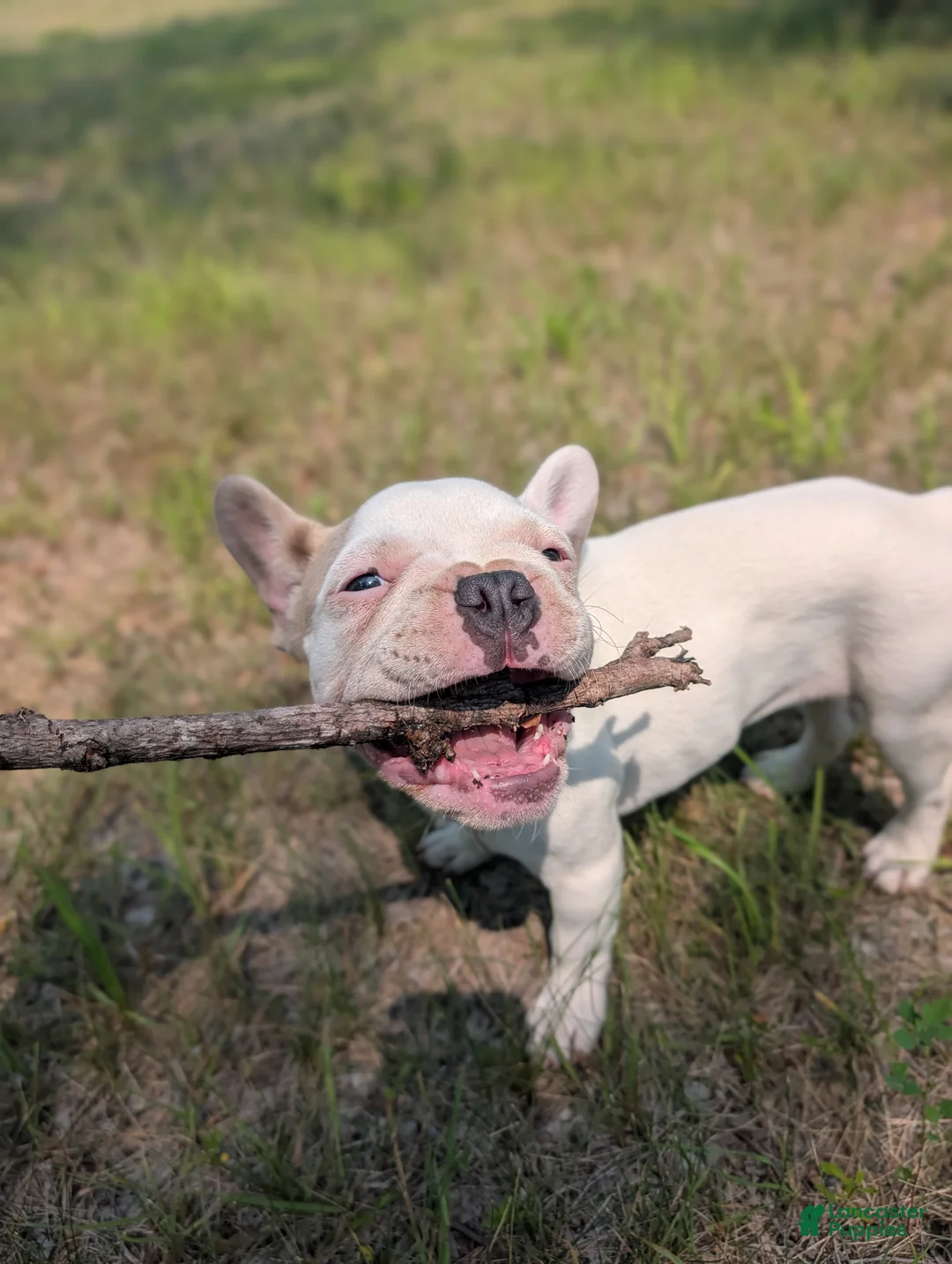 French Bulldog dogs for sale: French Bulldog 1 - Ad 2