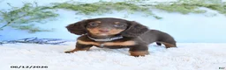 Miniature Dachshund dogs for sale: Shiloh - Ad 5