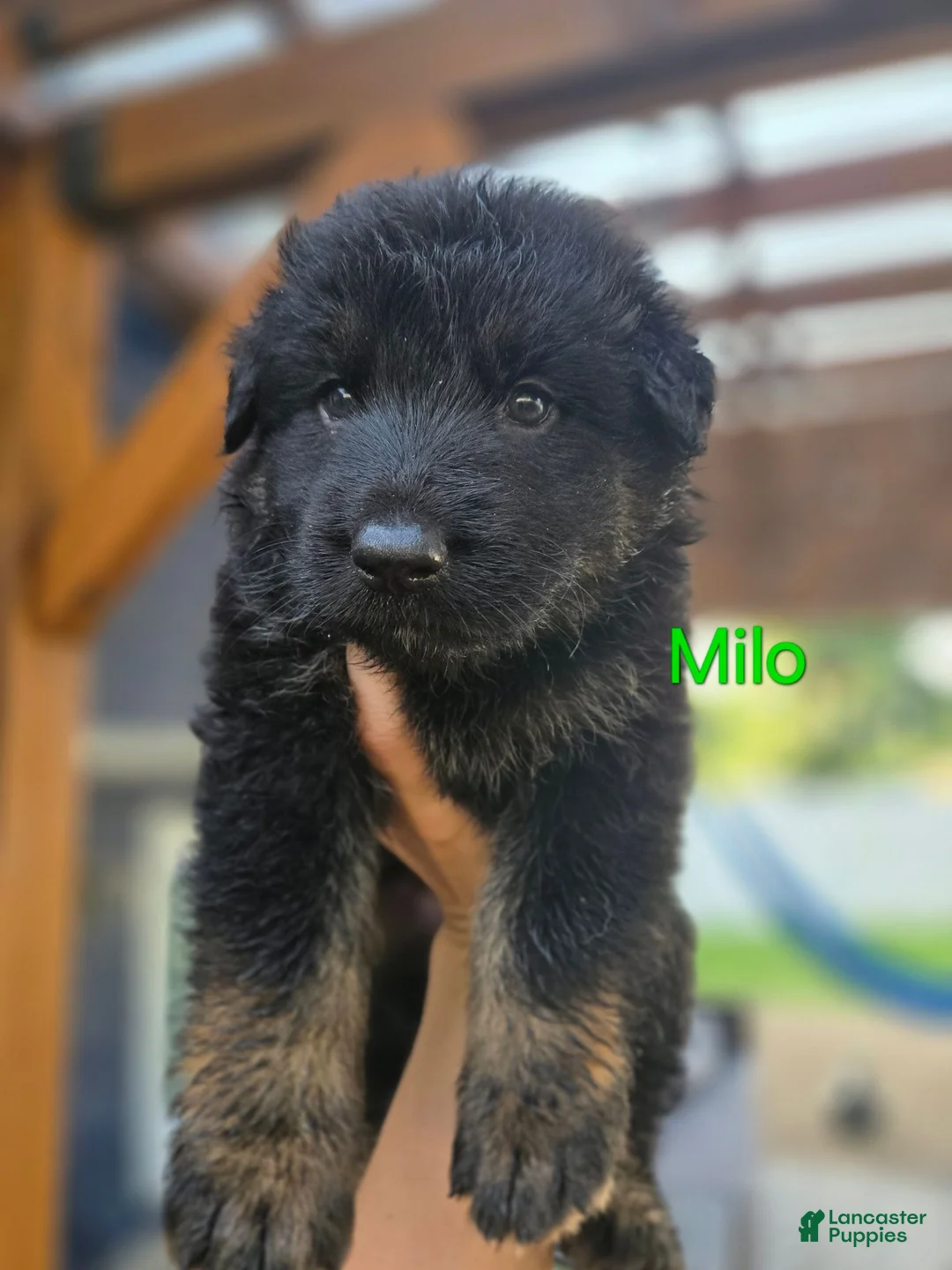 German Shepherd dogs for sale: Coco - Ad 14