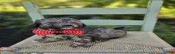 Miniature Poodle dogs for sale: Dan - Ad 4