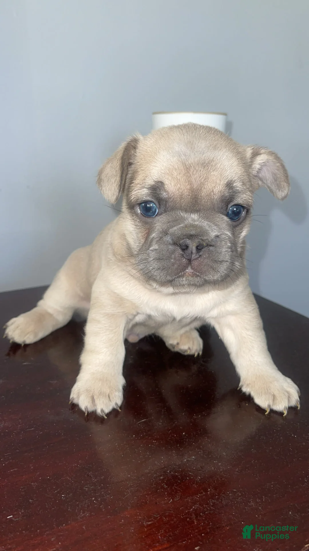 Gallery Image {{count}}