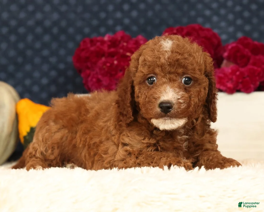 Cavapoo dogs for sale: Sawyer - Ad 2