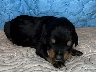 Mixed Breed dogs Charlie - Ad 20