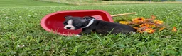 Boston Terrier dogs for sale: Mindy - Ad 4