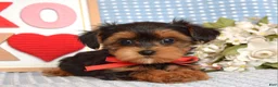 Yorkiepoo dogs for sale: Lance  - Ad 7