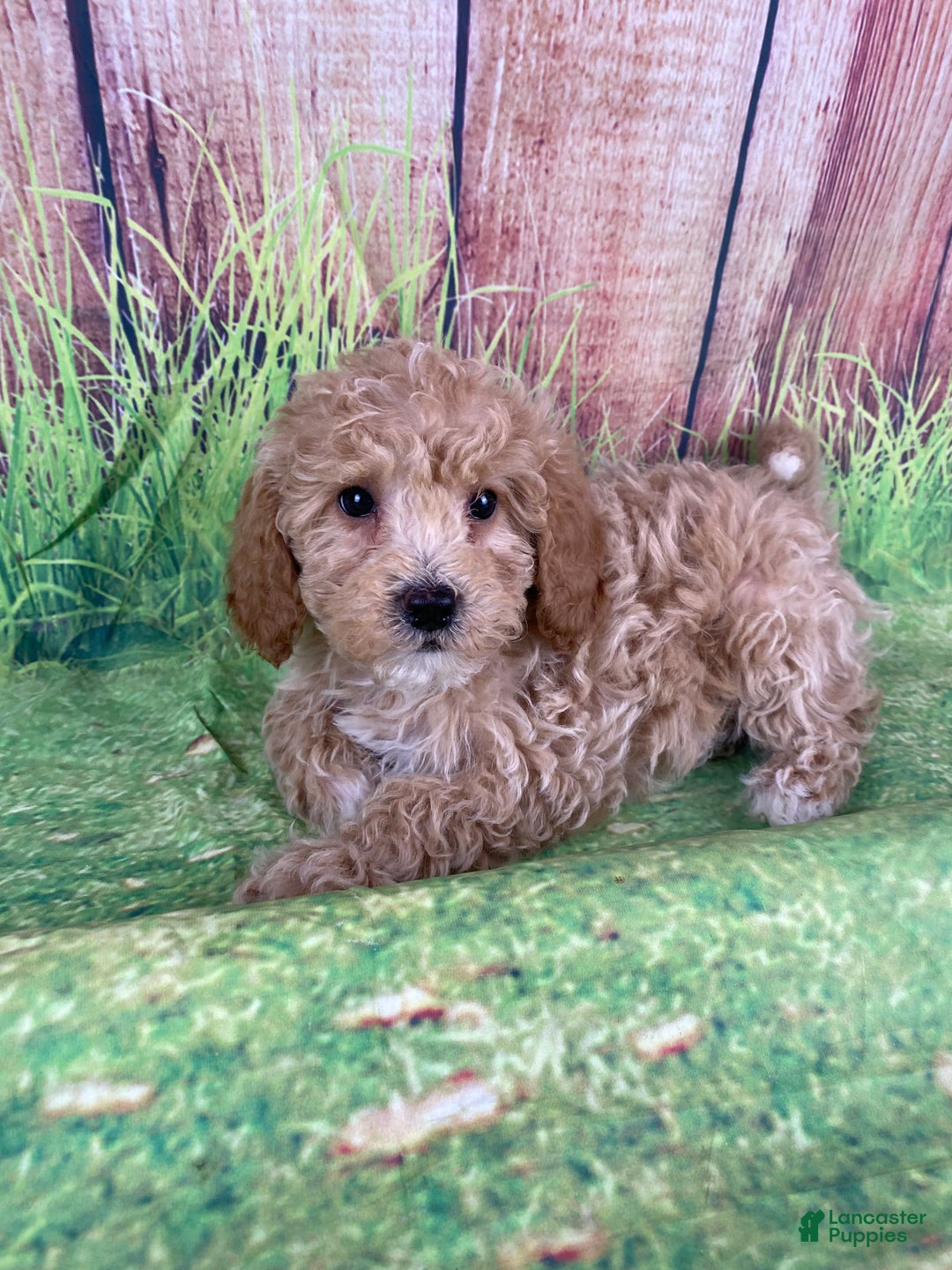 Miniature Poodle dogs for sale: Teddy - Ad 3
