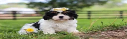 Shih Tzu dogs for sale: Fern - Ad 8