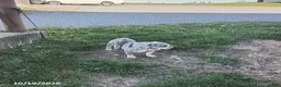 English Bulldog dogs for sale: Lynn - Ad 3