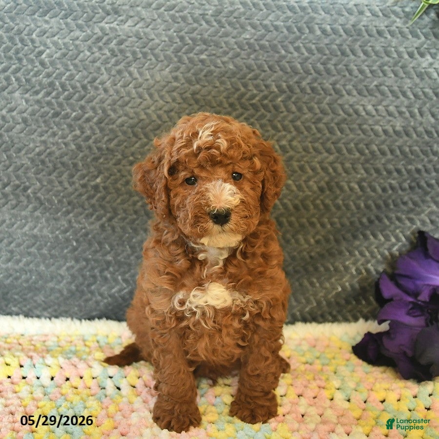 Mini Goldendoodle dogs for sale: Dusty  - Ad 3