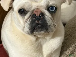 Pug dogs Pug Puppy 1 - Ad 21