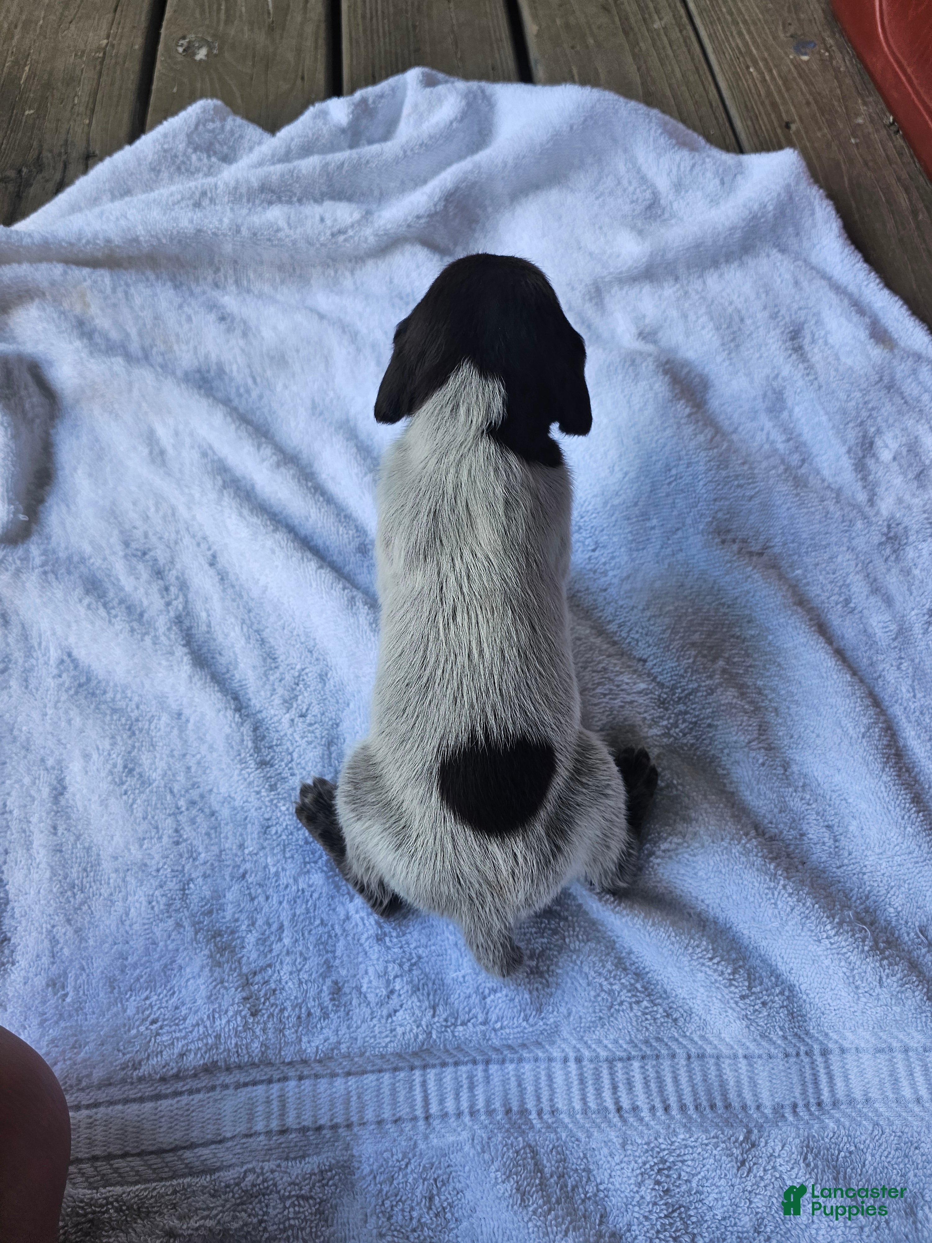 German Shorthaired Pointer dogs German Shorthaired Pointer 8 - Ad 4