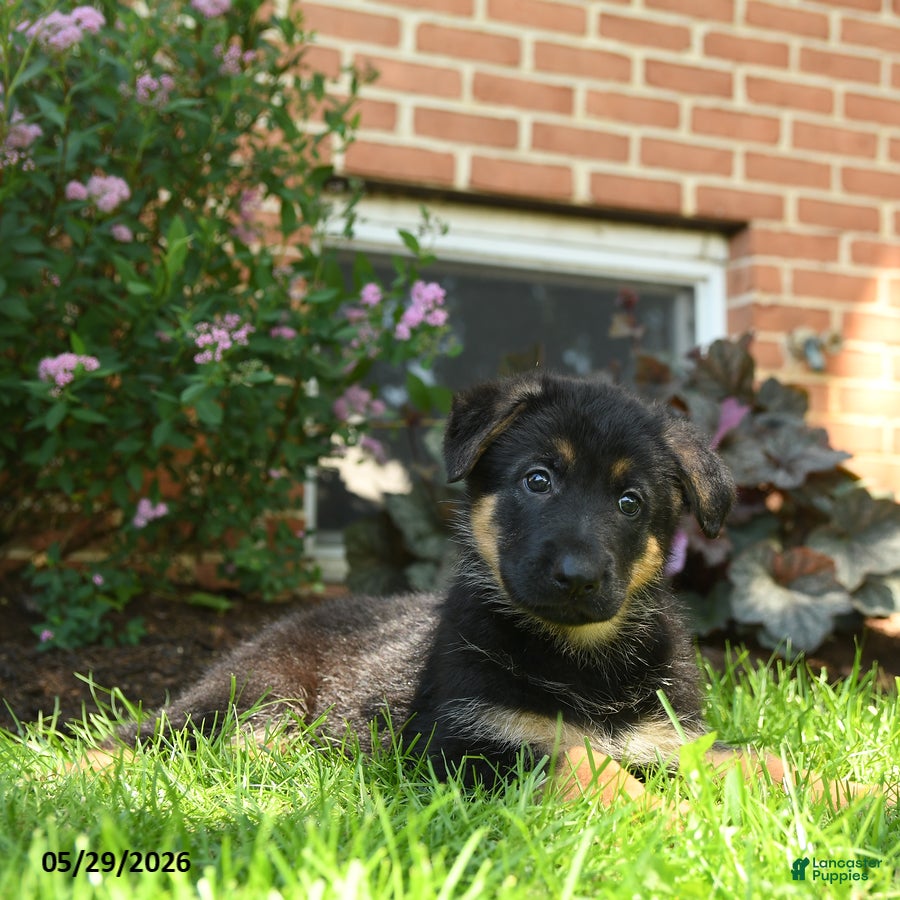 German Shepherd dogs for sale: Suki  - Ad 2