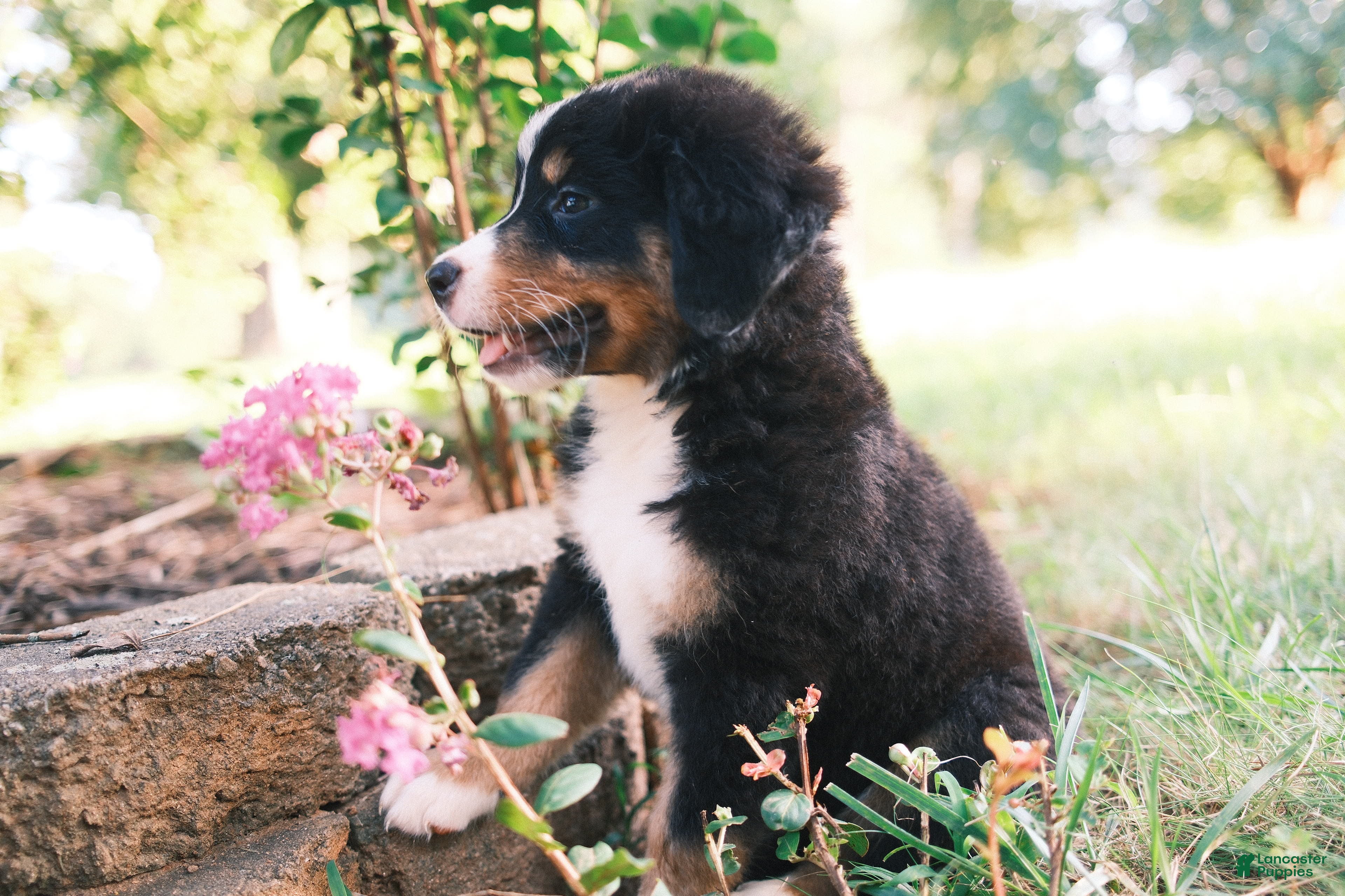 Mixed Breed dogs Black tri girl 2 - Ad 1