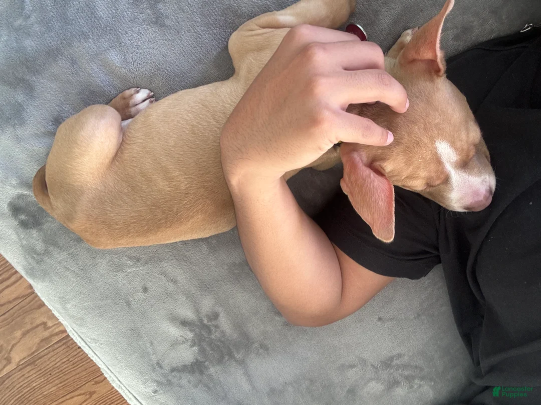 American Pit Bull Terrier dogs for sale: American Pit Bull Terrier Puppy 1 - Ad 8