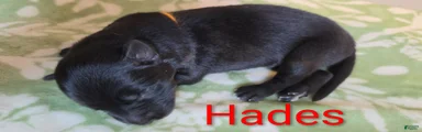 Hades 