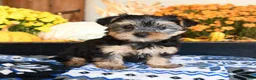 Shorkie dogs for sale: Taffy - Ad 3