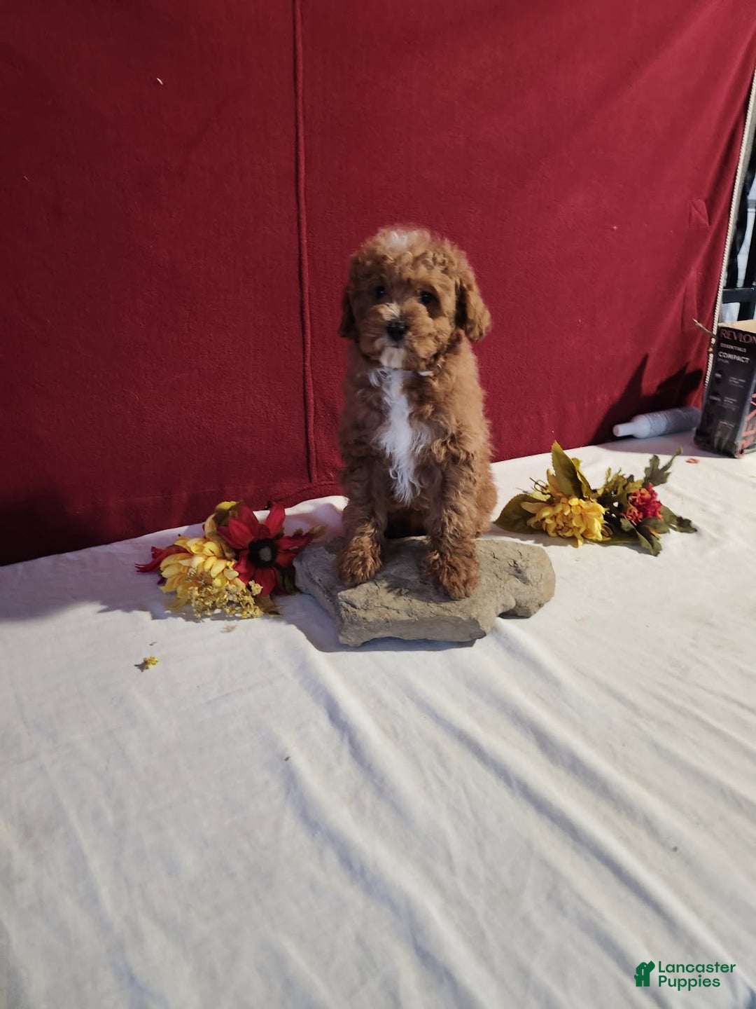 Mini Goldendoodle dogs for sale: Derrick - Ad 4