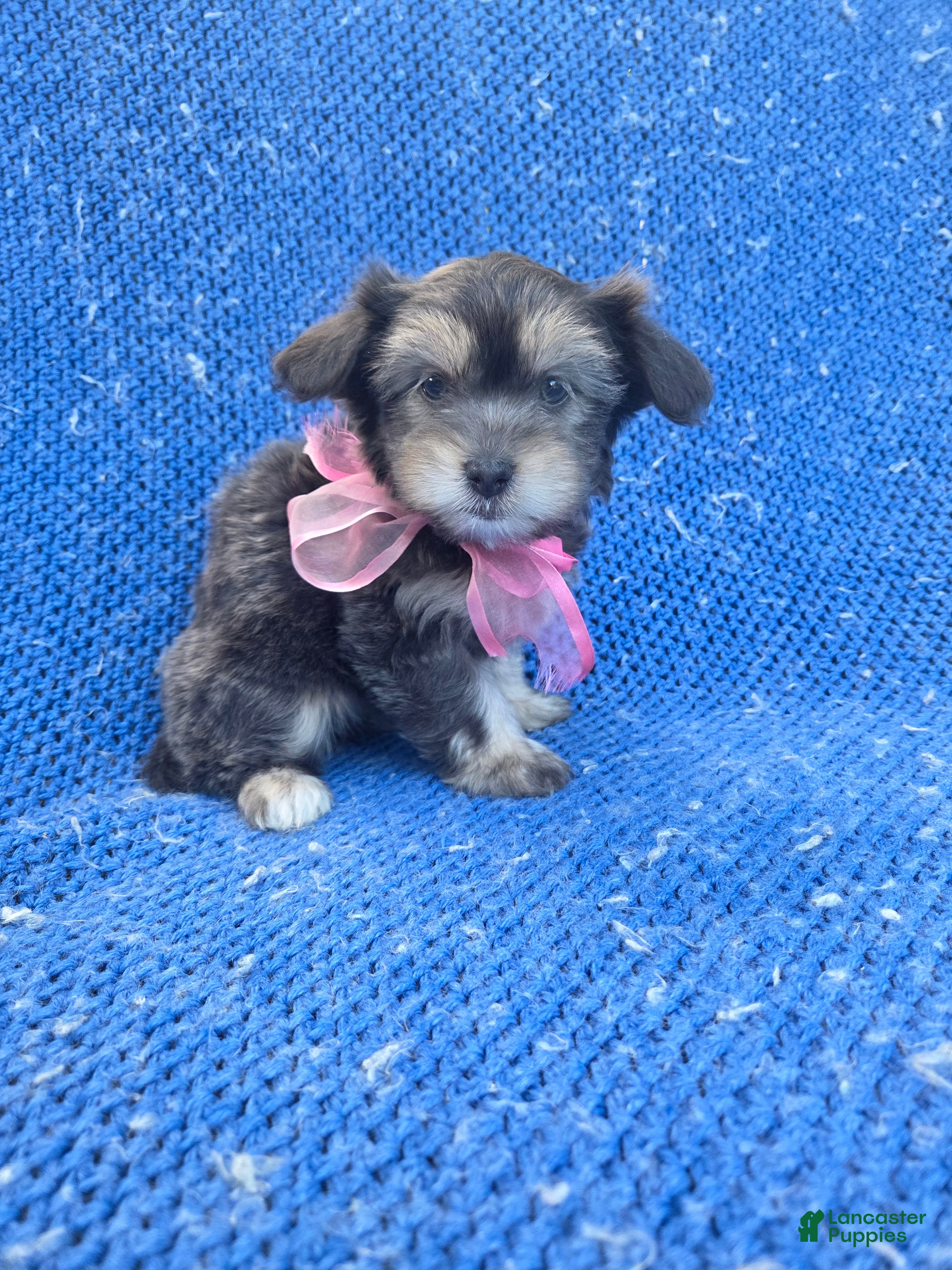 Shorkie dogs Pommy  - Ad 13