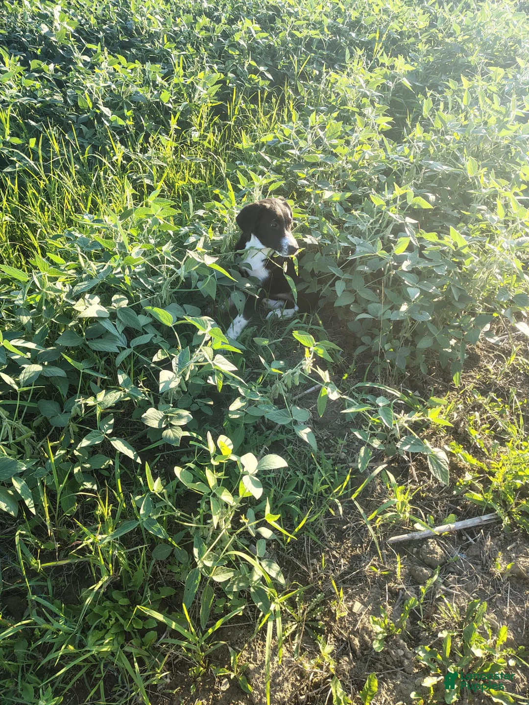 Mixed Breed dogs for sale: Indie - Ad 2