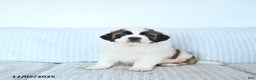 Saint Bernard dogs for sale: Santa   - Ad 5
