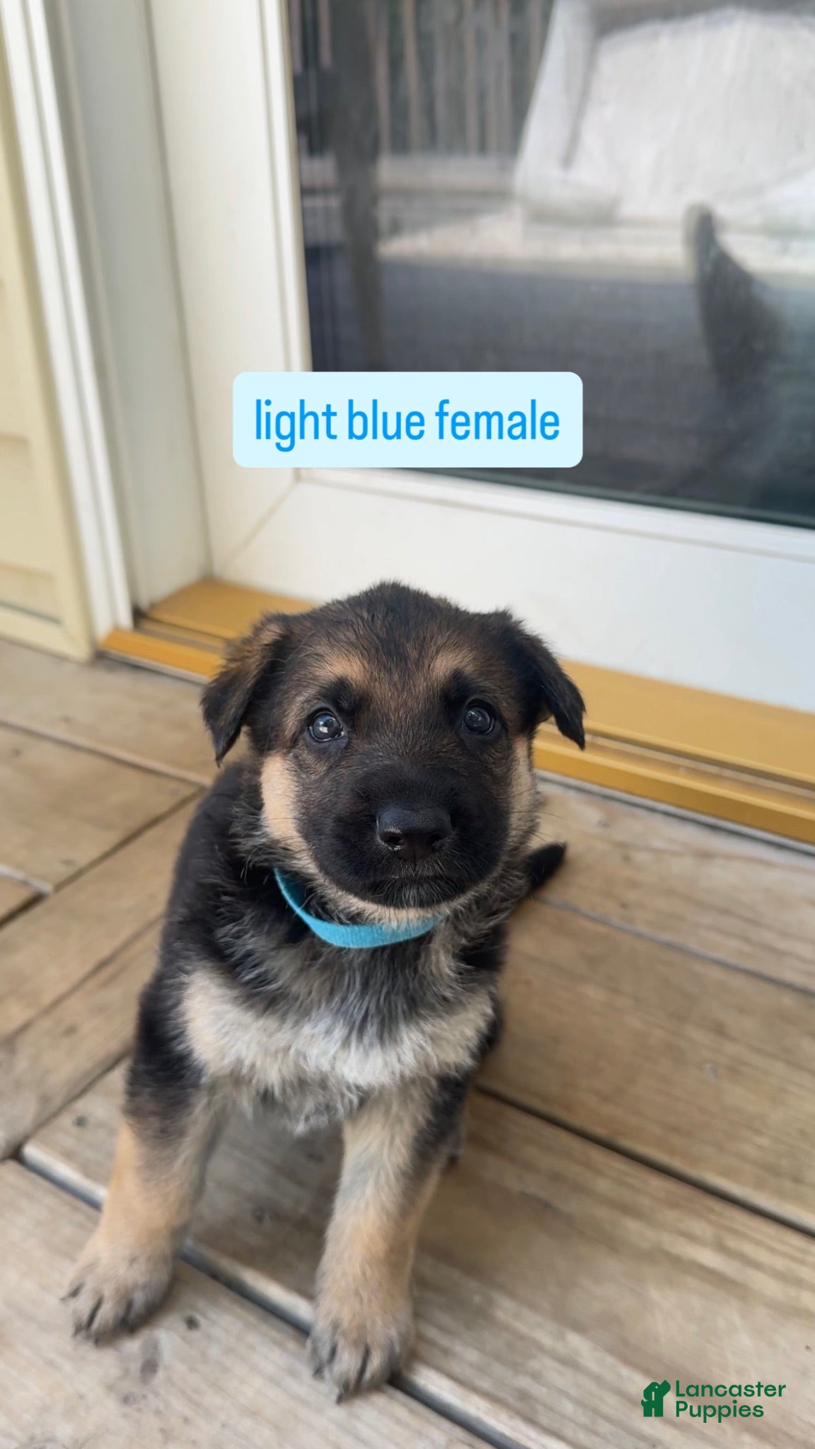 German Shepherd dogs Light Blue Female - Ad 21