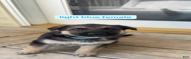 Light Blue Female