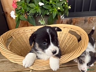 Welsh Corgi Pembroke dogs Candy - Ad 8