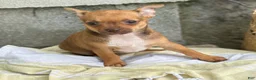 Chihuahua dogs for sale: Rusti - Ad 6