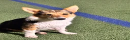 Mixed Breed dogs for sale: Mixed Breed Puppy 6 - Ad 2