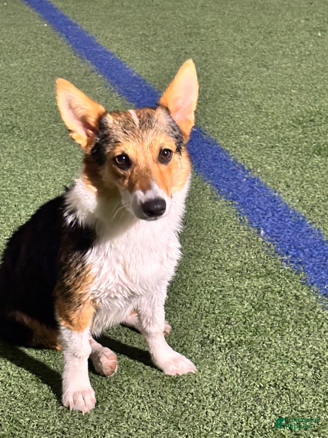 Mixed Breed dogs for sale: Mixed Breed Puppy 6 - Ad 2