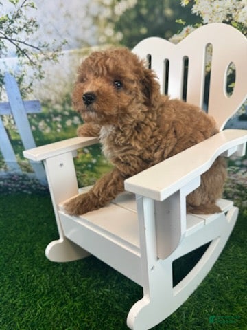 Maltipoo dogs Reba - Ad 1