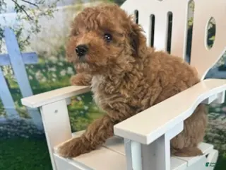 Maltipoo dogs for sale: Reba - Ad 2