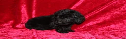 Doxiepoo dogs for sale: Doxiepoo Tracker - Ad 2