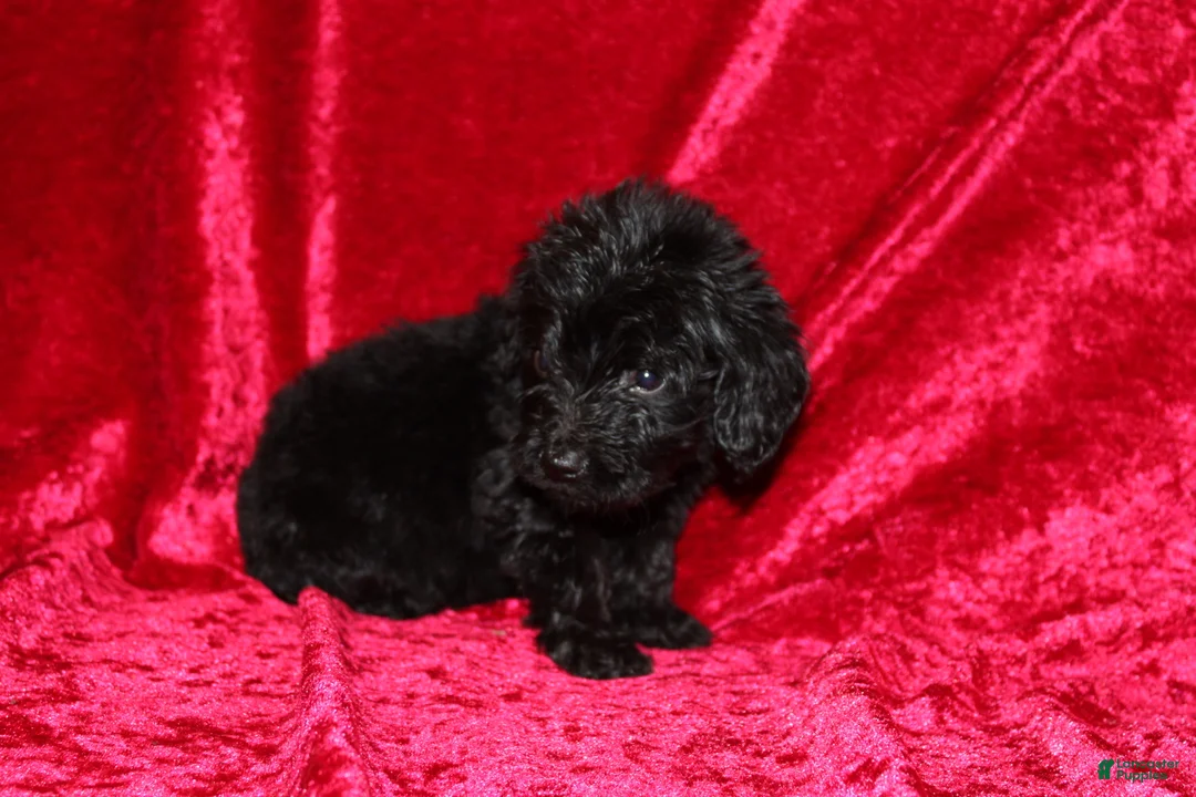 Doxiepoo dogs for sale: Doxiepoo Tracker - Ad 2