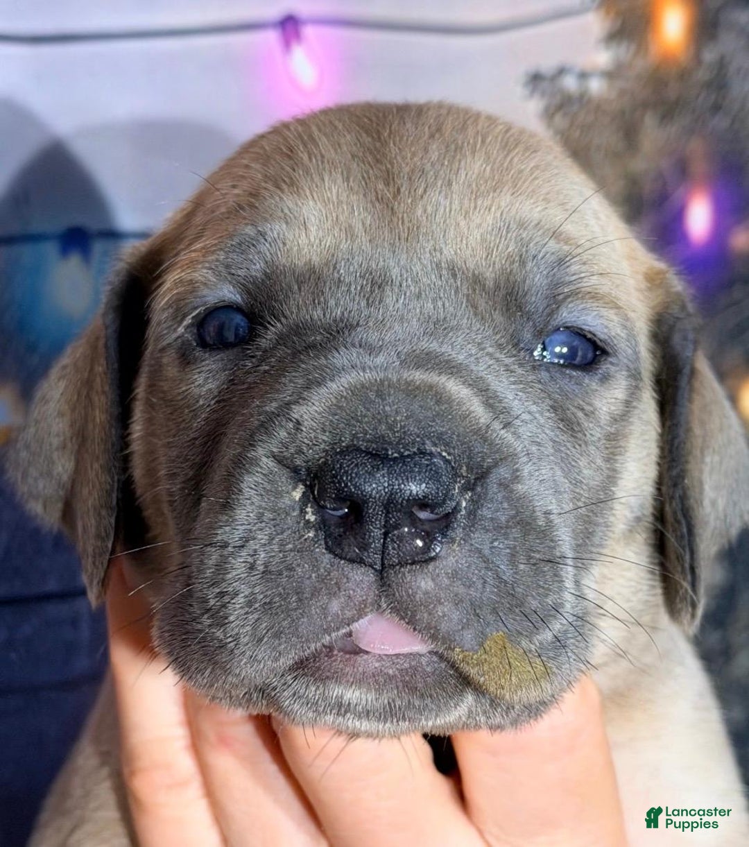 Great Dane dogs for sale: Tabby - Fawn - Ad 1