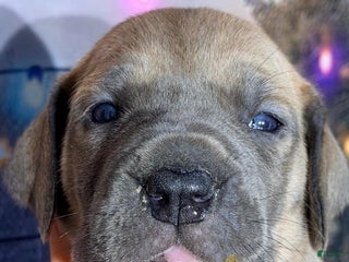 Great Dane dogs Tabby - Fawn - Ad 14