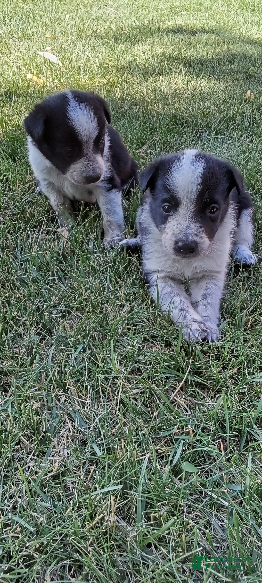 Mixed Breed dogs for sale: Mixed Breed 5 - Ad 2