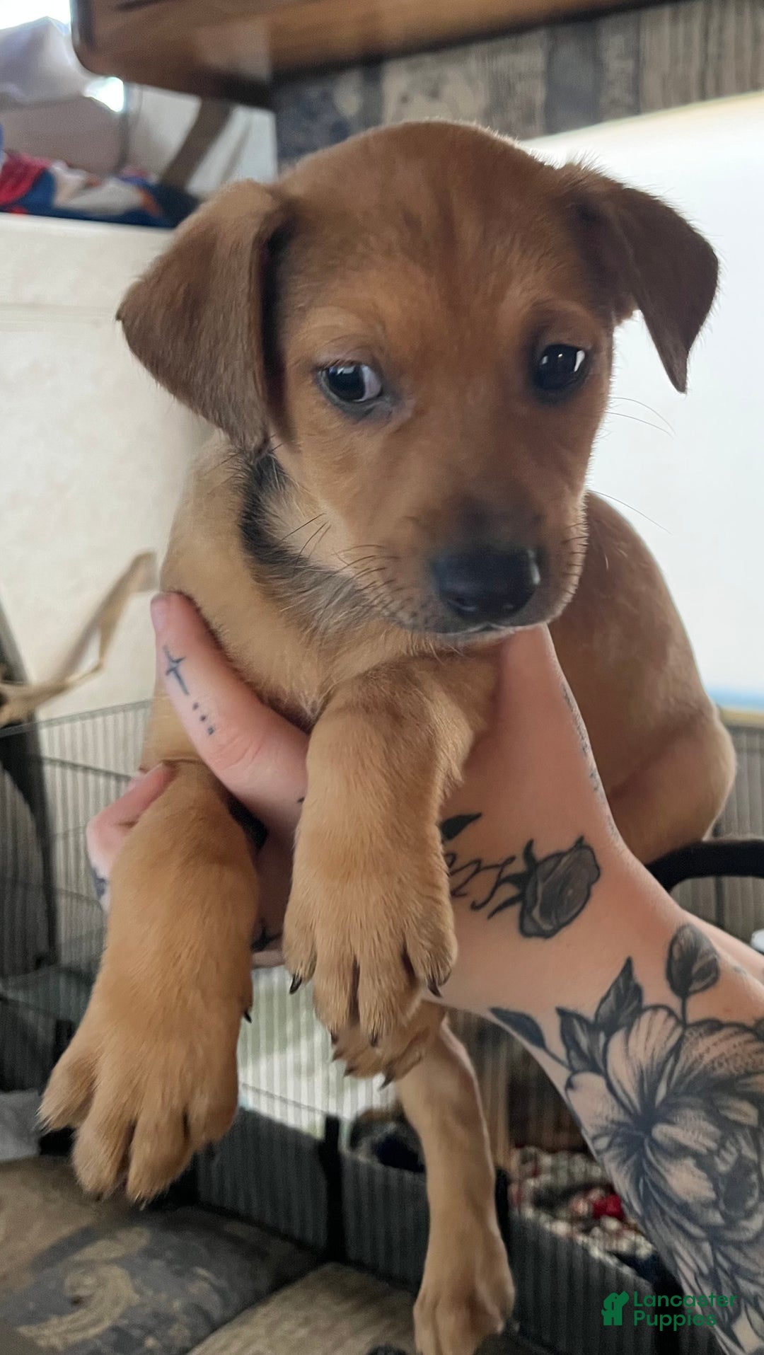 Mixed Breed dogs for sale: Mixed Breed Puppy 1 - Ad 3