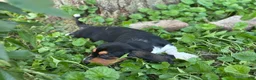 Basset Hound dogs for sale: Avery  - Ad 7