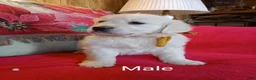 Golden Retriever dogs for sale: Dewey-ready soon 1-270-507-0580 - Ad 2