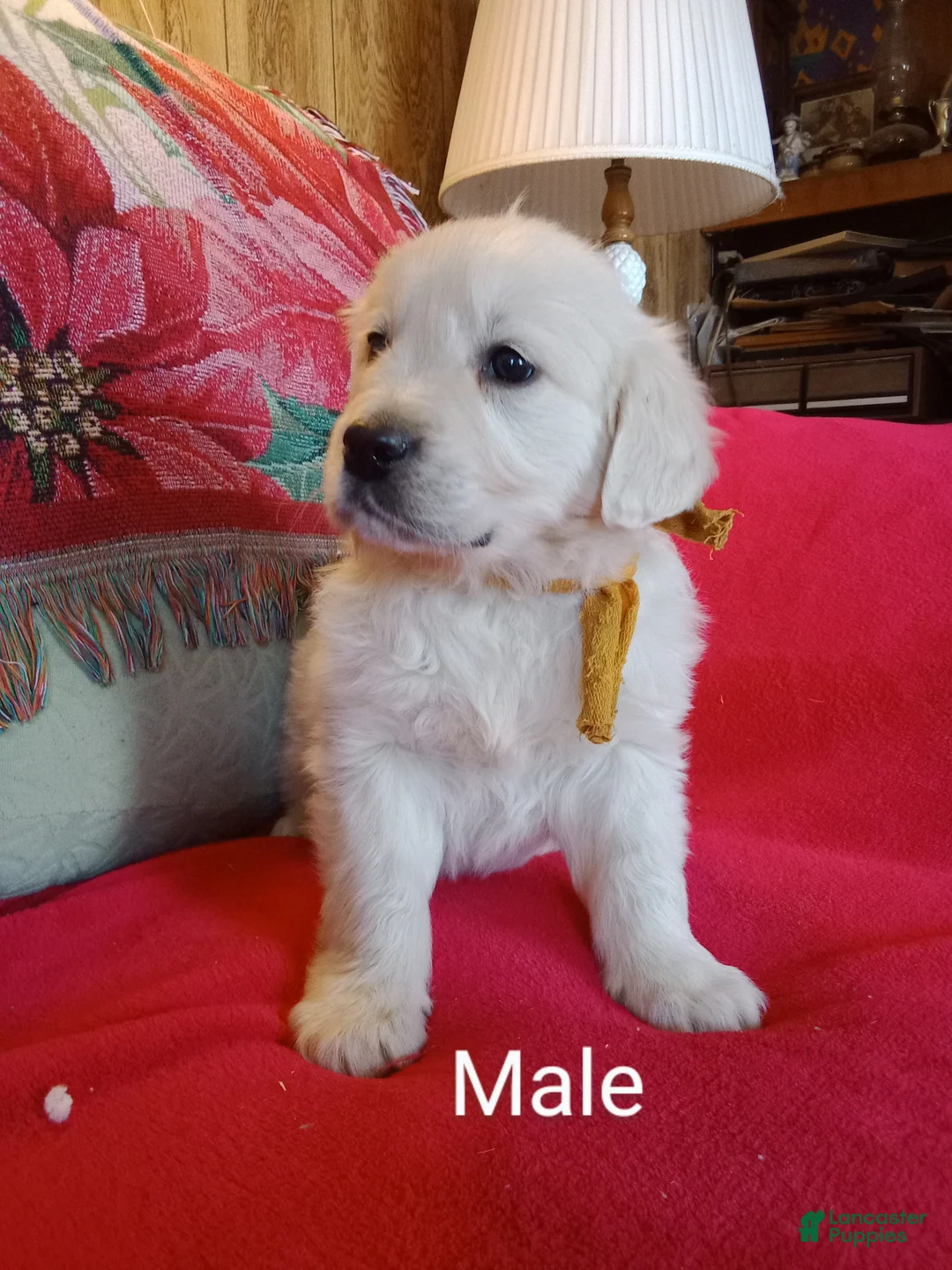 Golden Retriever dogs for sale: Dewey-ready soon 1-270-507-0580 - Ad 2