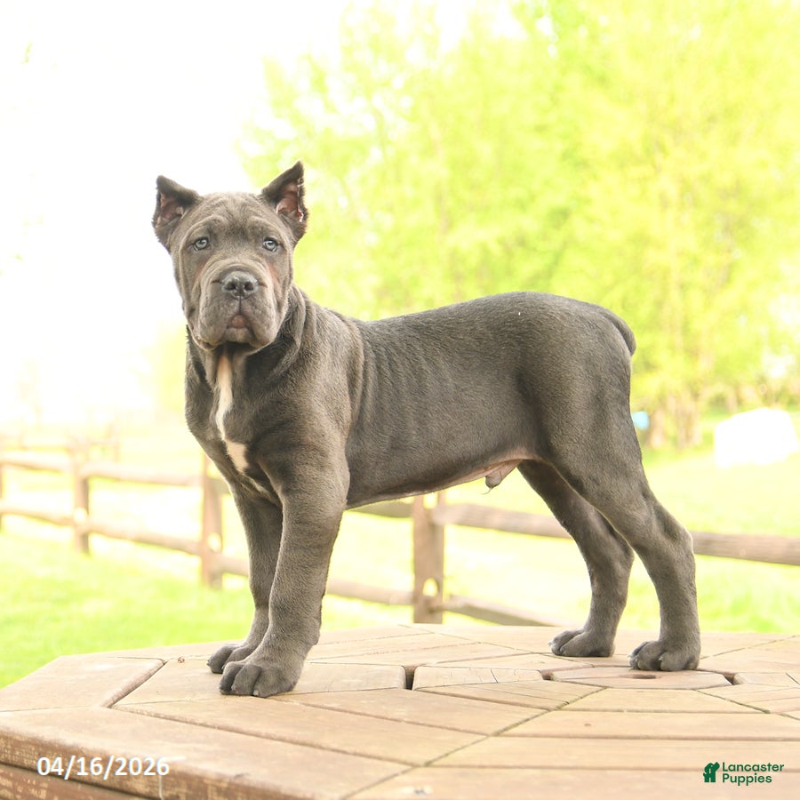 Cane Corso dogs Yankee - Ad 1