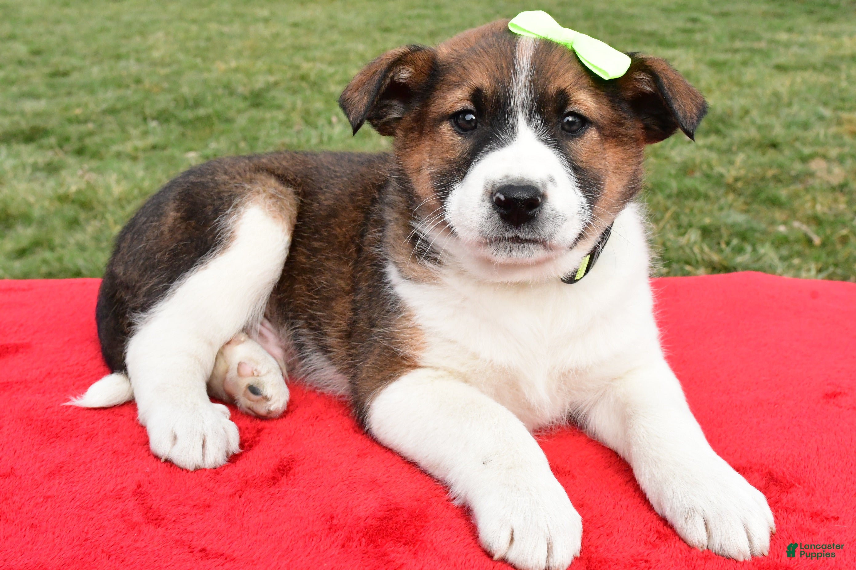 Mixed Breed dogs Marshall - Ad 10