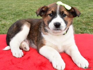 Mixed Breed dogs Marshall - Ad 9