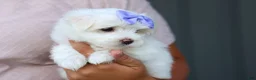 Maltese dogs for sale: PENNY - Ad 2