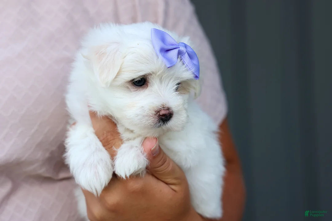 Maltese dogs for sale: PENNY - Ad 2